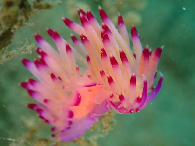 沖ノ島沈船＆黒根でファンダイブ｜千葉県館山市の沖ノ島ダイビングサービスマリンスノー