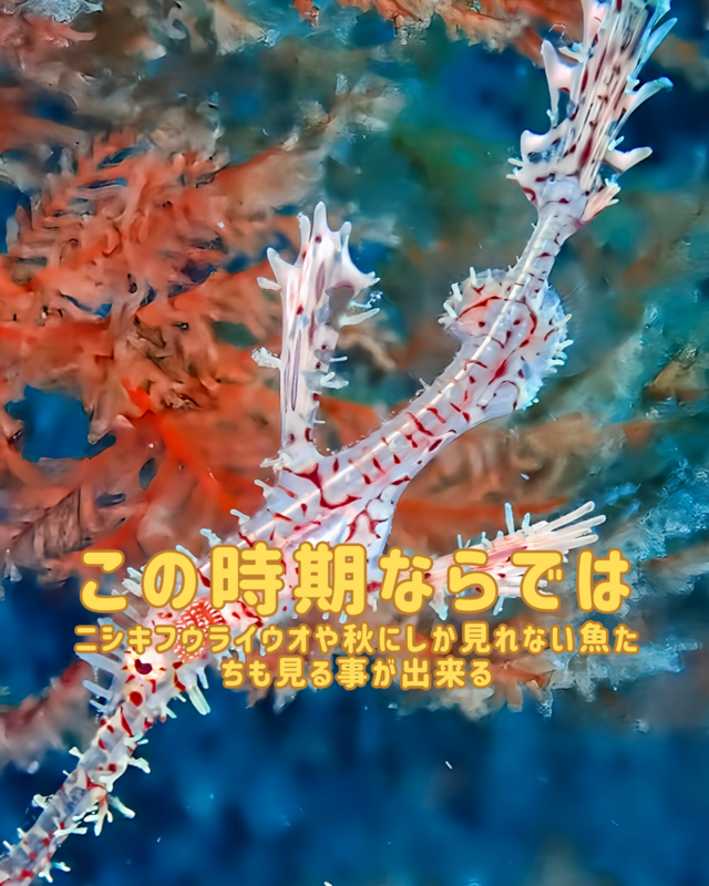 秋がファンダイビングに最適な理由を徹底解説｜千葉県館山市の沖ノ島で体験する秋のダイビングの魅力