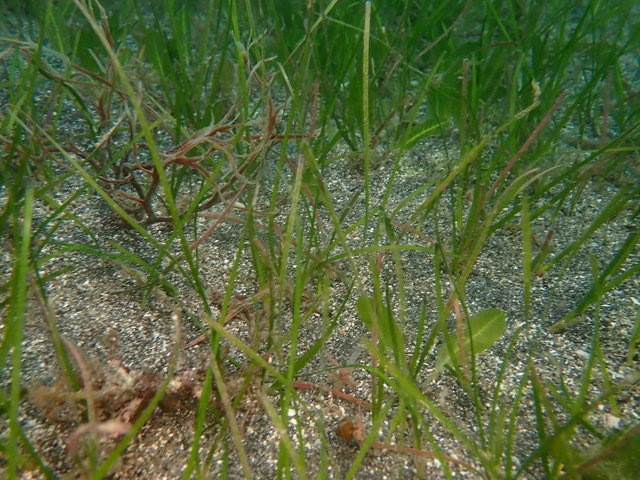 沖ノ島でアマモの定点観測｜千葉県館山市の沖ノ島ダイビングサービスマリンスノー