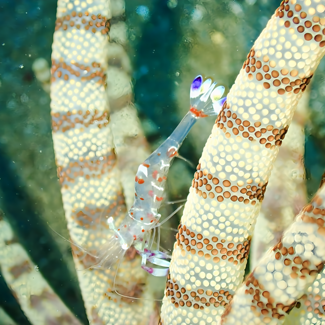 館山ダイビングのおすすめ完全ガイド ― 初心者でも安心な理由と、伊豆・房総と比較して分かる館山ダイビングの魅力 ―