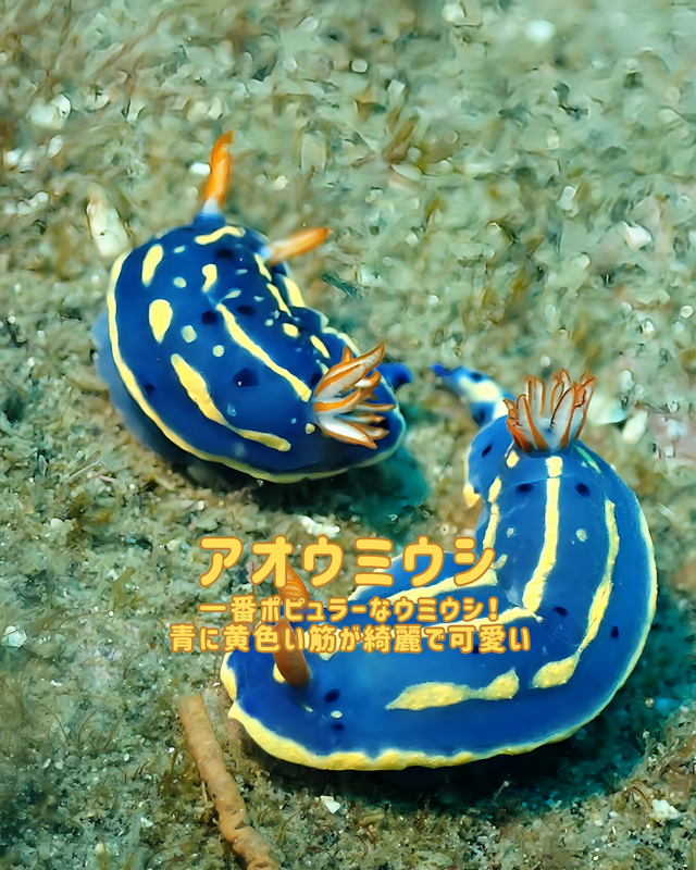 千葉県館山市の冬の黒根は“マクロの楽園”｜沖ノ島ダイビングサービスマリンスノーが冬のファンダイブをおすすめする理由【黒根編②】