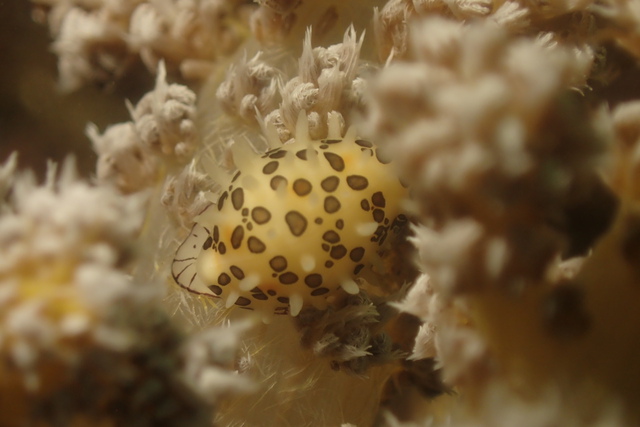 千葉県館山市の【沖ノ島黒根】と【沖ノ島ガンゾウ根】でファンダイブ｜千葉県館山市の沖ノ島ダイビングサービスマリンスノー