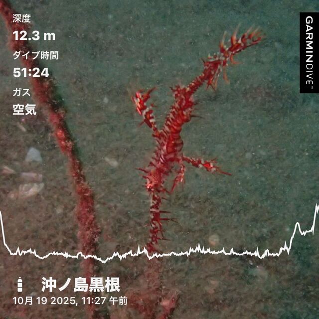 【館山ダイビング】2025年10月19日｜沖ノ島黒根で秋のファンダイブ！北東の風5〜6mでも快適｜ニシキフウライウオ・ハナダイ系登場で魅せる千葉の海