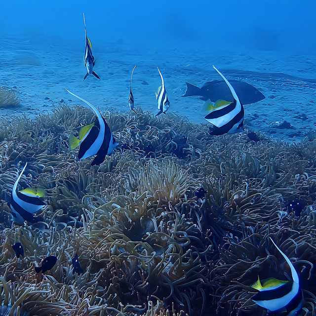 黒根では、季節ごとに魚の群れや水中の雰囲気が大きく変わります。 流れが穏やかな日が多く、落ち着いて中性浮力を取りながら観察できるため、写真撮影や生き物探しにも最適です。 「浅場なのに飽きない」と言われる理由が、この安定感と変化にあります。