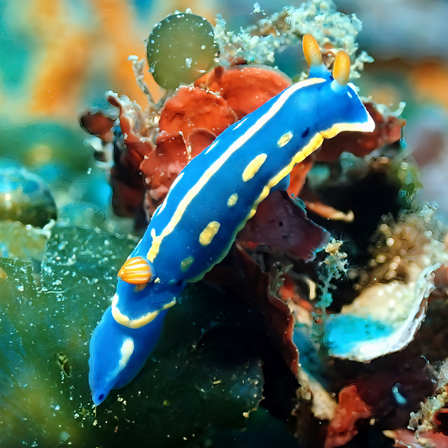 千葉県館山市・沖ノ島で出会うウミウシの楽園：色とりどりのウミウシが広がる海中天国でダイビング体験を