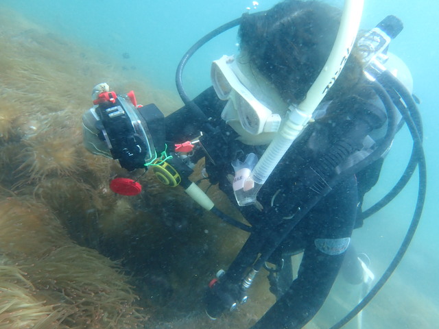 千葉県館山市の沖ノ島沖でファンダイブ【沖ノ島黒根】と【沖ノ島ガンゾウ根】を行いました。｜千葉県館山市の沖ノ島ダイビングサービスマリンス