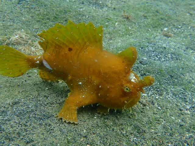 沖ノ島ビーチで体験ダイビング｜千葉県館山市の沖ノ島ダイビングサービスマリンスノー