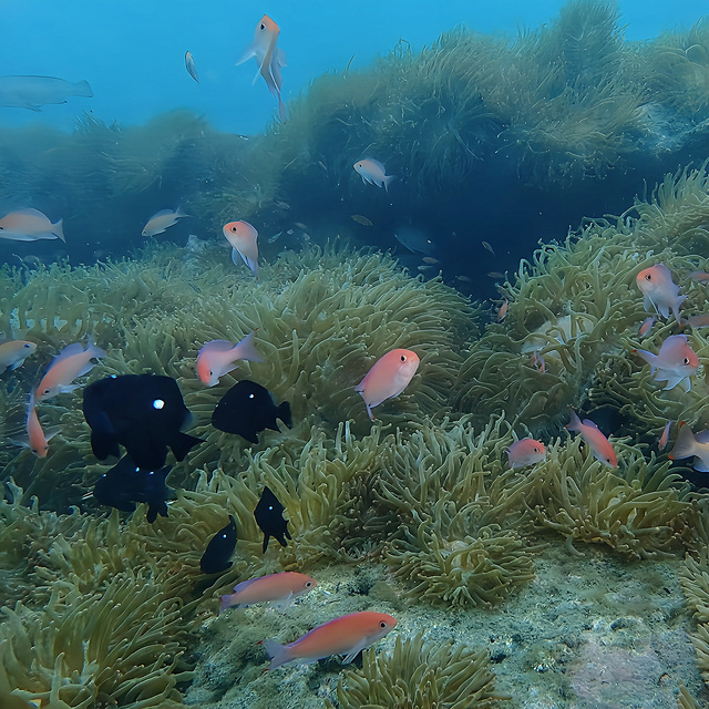 千葉県館山市・沖ノ島ダイビングの代表的な浅場ポイント「黒根」。 水深約12m前後と穏やかな環境ながら、地形・生物・透明度のバランスが良く、初心者から経験者まで幅広く楽しめるポイントです。 一見シンプルに見えるからこそ、潜る人の“見る力”が試される海でもあります。
