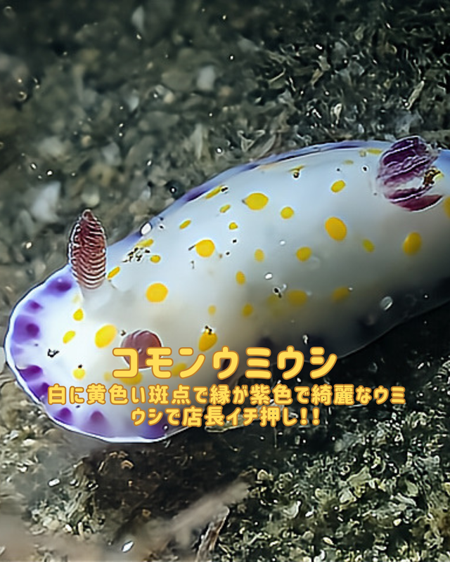 千葉県館山市の冬の黒根は“マクロの楽園”｜沖ノ島ダイビングサービスマリンスノーが冬のファンダイブをおすすめする理由【黒根編②】