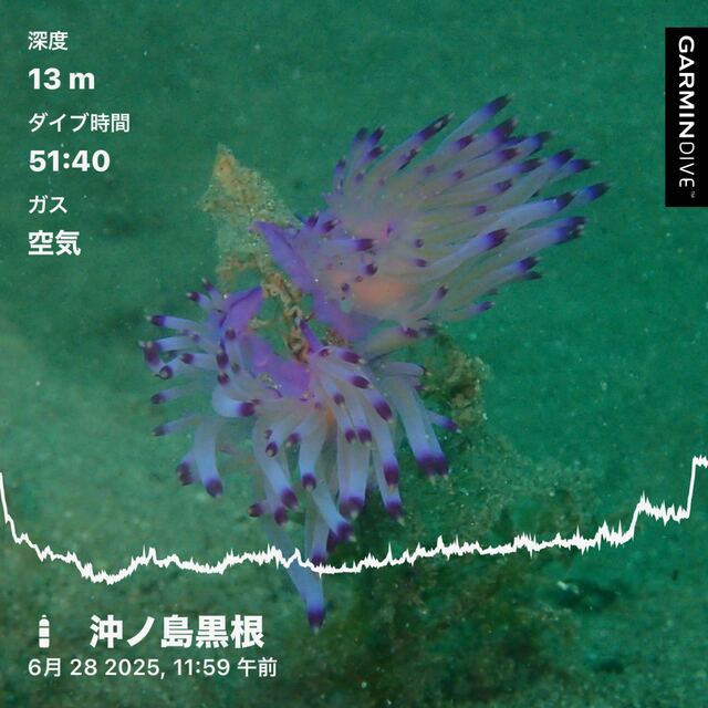 千葉県館山市・沖ノ島の沈船ポイントと黒根でファンダイビング体験｜当日の透明度・水温・生物情報を公開