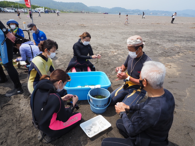 沖ノ島ビーチで行われたアマモ移植イベント2021｜千葉県館山市の沖ノ島ダイビングサービスマリンスノー