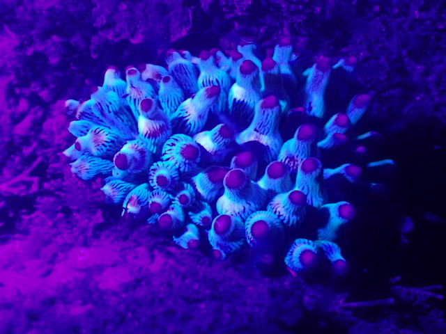 沖ノ島で2ボート（沈船・黒根）＆ナイトダイビング｜千葉県館山市の沖ノ島ダイビングサービスマリンスノー