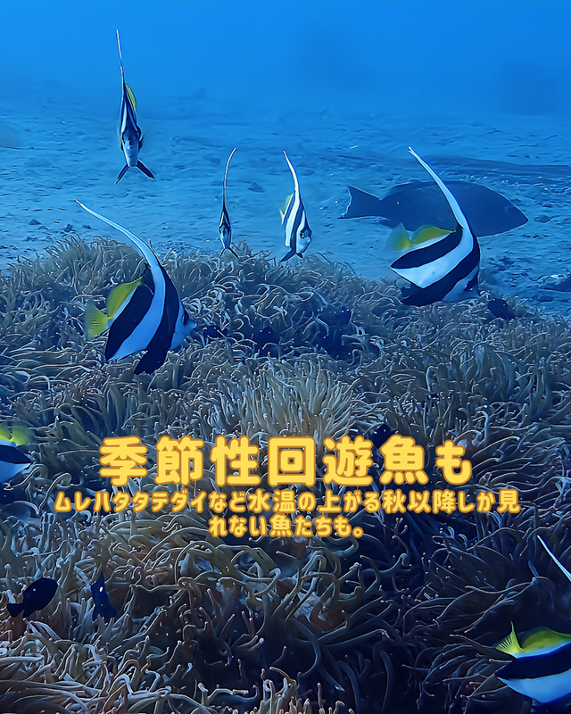 【2025年秋最新版】千葉県館山市・沖ノ島の沈船（水雷艇）と黒根で楽しむワイドファンダイブ｜光と群れが織りなす絶景ポイントを徹底紹介