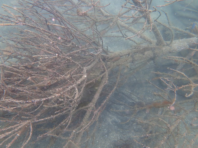 沖ノ島のアマモ調査＆アオリ産卵床確認｜千葉県館山市の沖ノ島ダイビングサービスマリンスノー