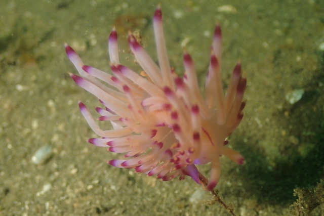千葉県館山市の【沖ノ島黒根】と【沖ノ島ガンゾウ根】でファンダイブ｜千葉県館山市の沖ノ島ダイビングサービスマリンスノー