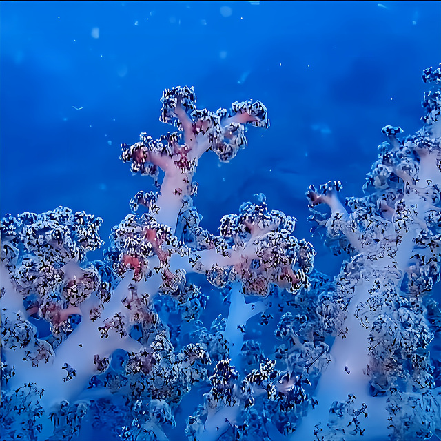 千葉県館山市の沖ノ島は、内房に位置しながら透明度と穏やかさを兼ね備えたダイビングエリア。初心者から経験者まで安心して潜れる環境が整っており、体験ダイビングや女子旅にも選ばれています。