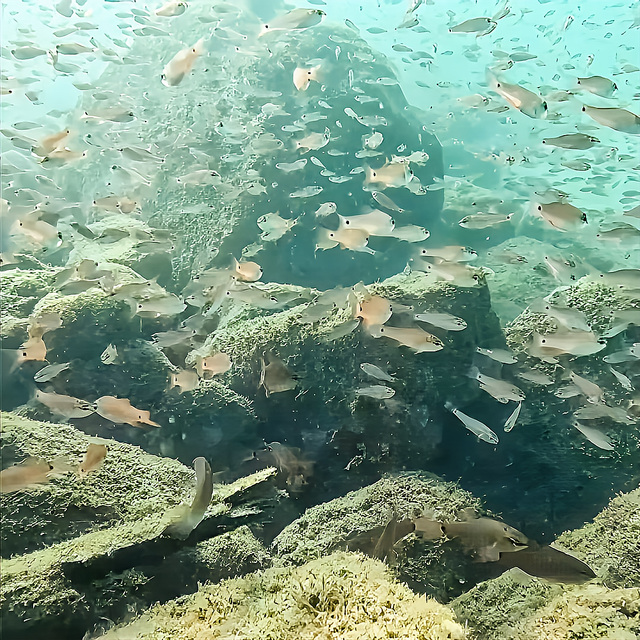 水深の浅いエリアでも魚影が濃く、十分にダイビングらしさを味わえる沖ノ島。 無理に深く潜らなくても楽しめるため、初心者でも安心して海に慣れることができます。