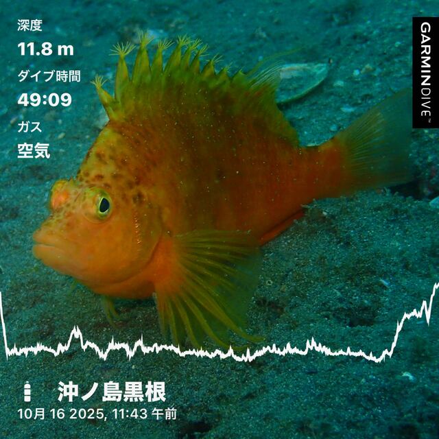 【館山ダイビング】2025年10月19日｜沖ノ島黒根で秋のファンダイブ！北東の風5〜6mでも快適｜ニシキフウライウオ・ハナダイ系登場で魅せる千葉の海
