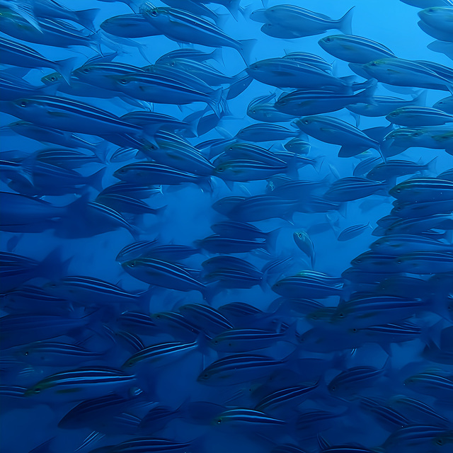 透明度の高い沖ノ島の海を泳ぐ魚の群れ
