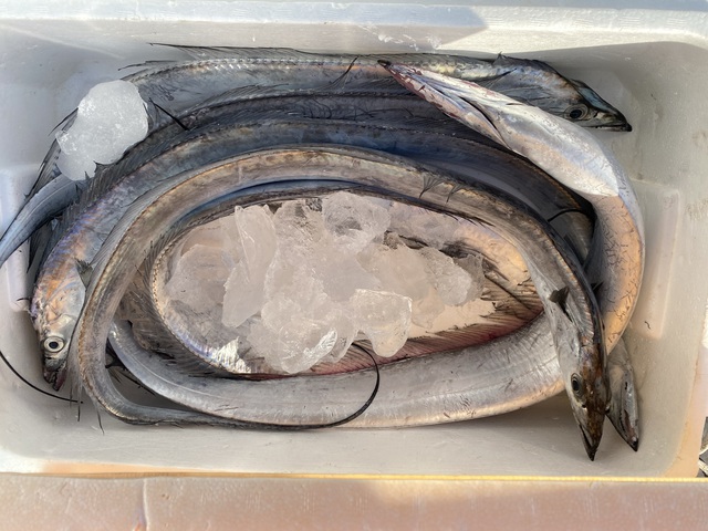 てっぱつな太刀魚を頂きました。｜千葉県館山市の沖ノ島ダイビングサービスマリンスノー