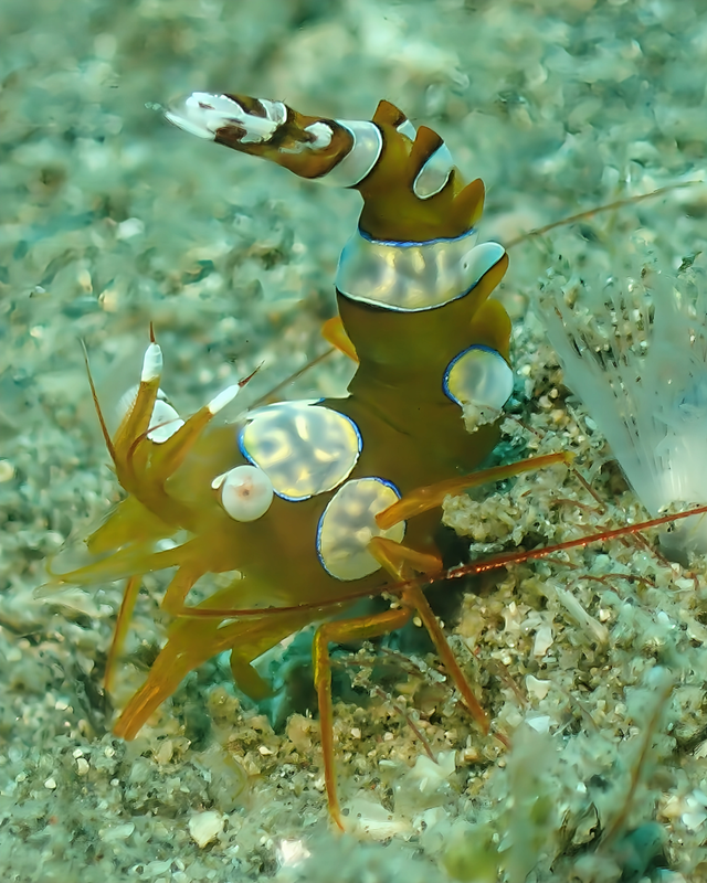 【2025年秋最新版】千葉県館山市・沖ノ島周辺のボートポイントが甲殻類天国に！沈船と黒根で楽しむマクロ＆ワイドファンダイブ徹底ガイド