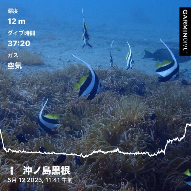 沖ノ島黒根｜水深12m・魚影の濃さが魅力