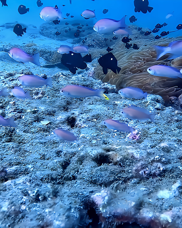 秋のベストシーズン到来!千葉県館山市の沖ノ島沈船でファンダイビング|ケラマハナダイ群れる水深25メートルの絶景ポイントを紹介
