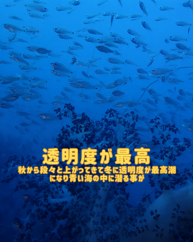 【冬の沖ノ島沈船は“青・群れ・迫力”が最高潮】沖ノ島ダイビングサービスマリンスノーが冬のファンダイブをおすすめする理由①｜沈船編（ワイド）