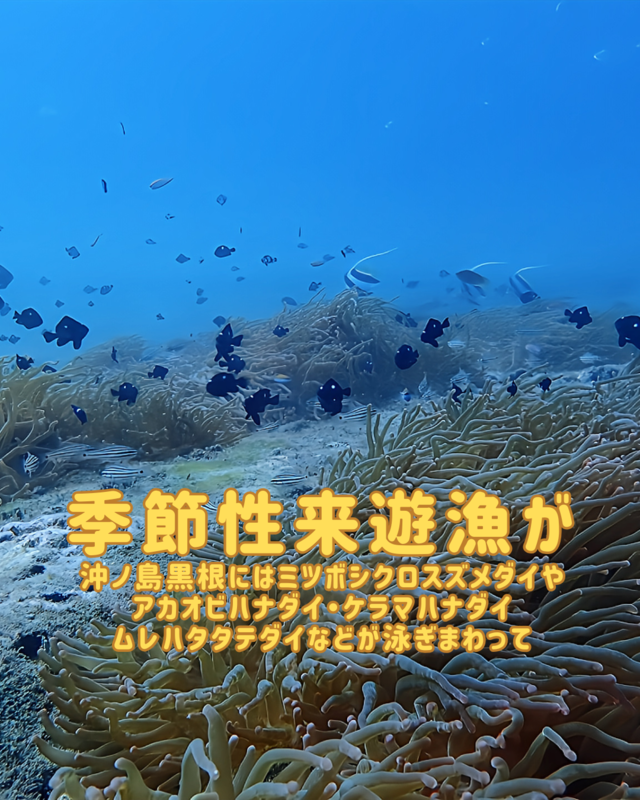 秋のファンダイビングなら千葉県館山市・沖ノ島！沈船と黒根で出会える魚群と季節限定の海の魅力を徹底解説
