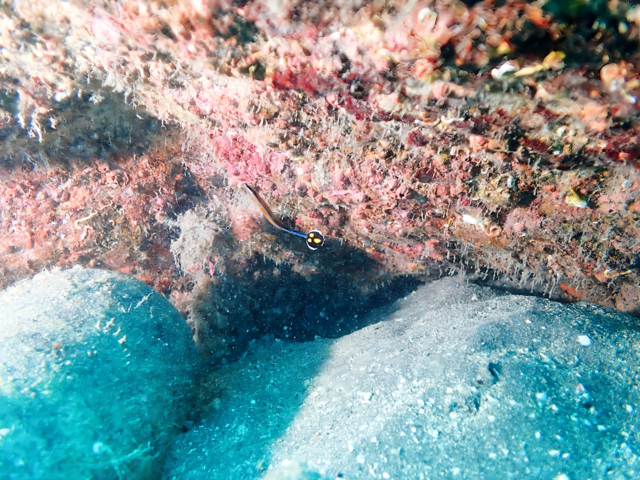 沖ノ島沈船（水雷艇）｜歴史と魚影が融合する迫力ポイント