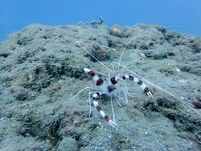 沖ノ島のファンダイブ｜透明度や水温を詳しく紹介！沈船【水雷艇】と黒根ポイントでイサキ・ニシキフウライウオ観察