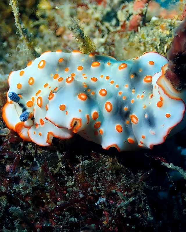 【2025年秋最新版】千葉県館山市・沖ノ島のボートポイントがウミウシ天国に!マクロ派ダイバー必見のファンダイブスポットを徹底紹介