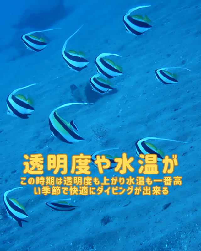 秋がファンダイビングに最適な理由を徹底解説｜千葉県館山市の沖ノ島で体験する秋のダイビングの魅力
