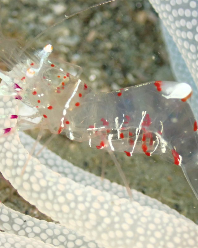 秋の千葉県館山市・沖ノ島ボートダイビング特集｜透明度抜群の海と色とりどりの魚たちが魅せる秋の海中世界