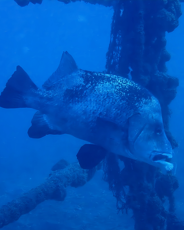 【冬こそ海の本当の美しさと出会える季節】千葉県館山市・沖ノ島ボートダイビングが冬に最高潮を迎える理由|沖ノ島ダイビングサービスマリンスノー