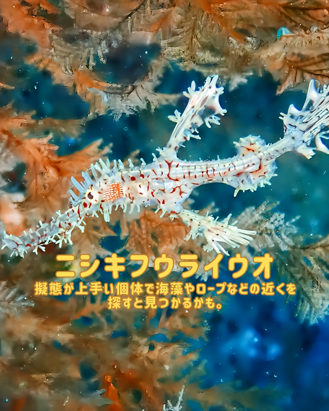 【冬の沖ノ島沈船は“マクロ天国”】ガラスハゼ・ニシキフウライウオ・甲殻類・ウミウシが最高潮｜沖ノ島ダイビングサービスマリンスノー【沈船編②】