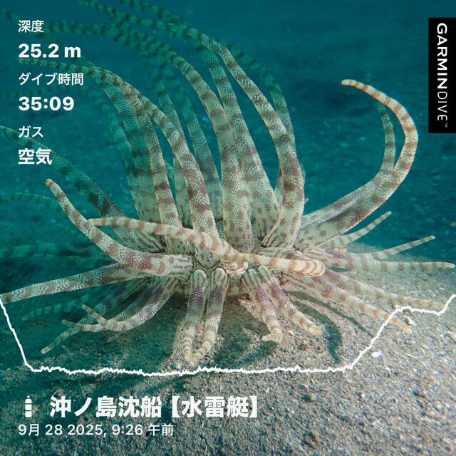 千葉県館山市の沖ノ島で沈船ファンダイブと黒根のガンガゼ駆除イベント開催｜ダイビング体験レポート