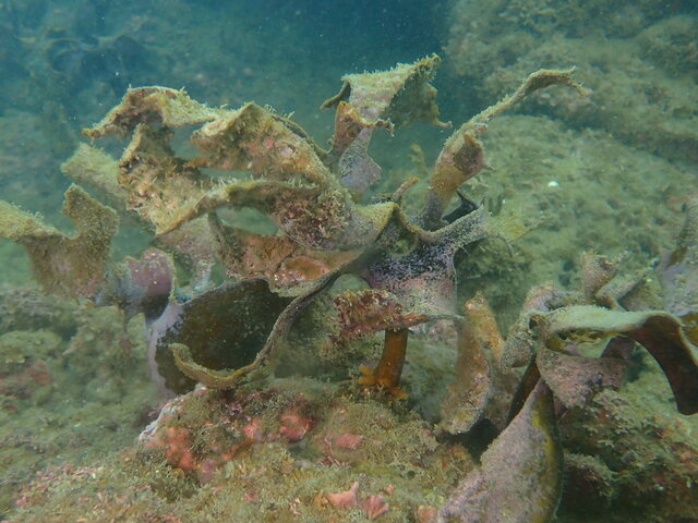 千葉県館山市船形海域でカジメの定点観測｜海洋環境保全の取り組みと海藻回復の可能性を探る