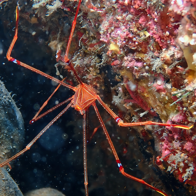2025年12月20日｜冬の沖ノ島でゆったりファンダイブ開催レポート