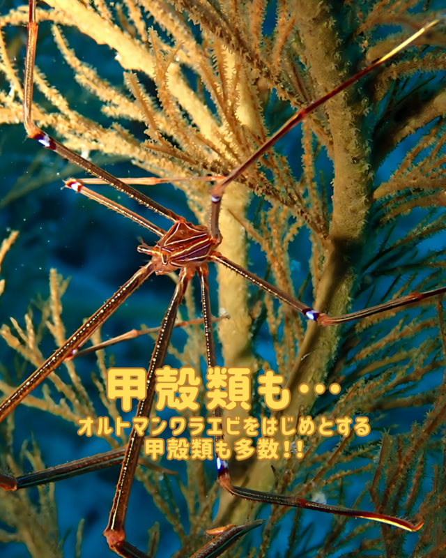 秋の館山・沖ノ島で楽しむファンダイブ｜マクロ生物・ウミウシ・甲殻類を徹底解説するダイビング体験