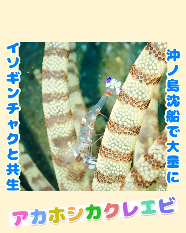 千葉県館山市・沖ノ島沈船【水雷艇】で楽しむファンダイブ体験｜甲殻類パラダイスと秋の透明度抜群のダイビングスポット