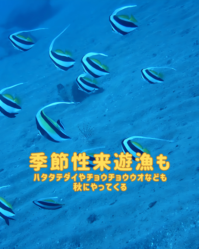 千葉県館山市の沖ノ島黒根ポイントで秋ダイビング体験｜透明度抜群の海でアカオビハナダイやミツボシクロスズメダイに出会う