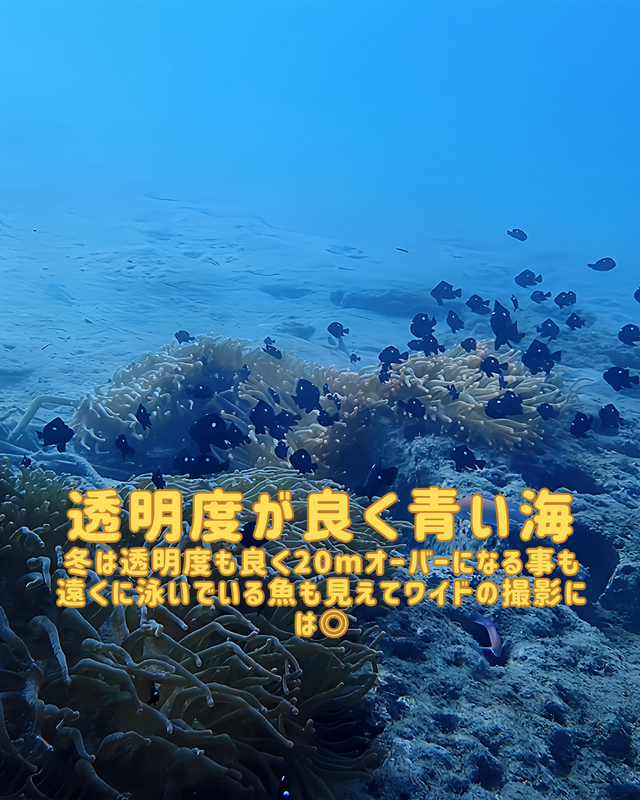 冬の沖ノ島ダイビング｜黒根が“最も美しくなる季節”を徹底解説（初心者・女性にも最適）