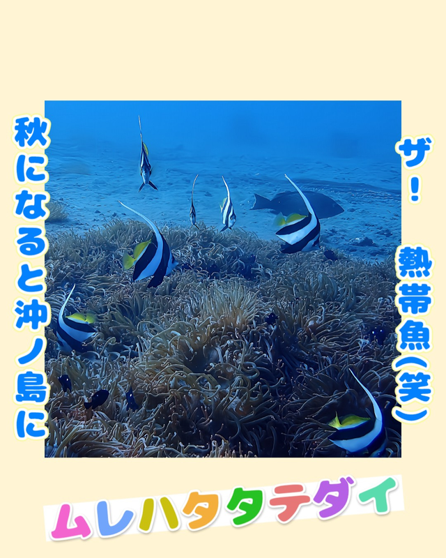 冬の千葉県館山市の沖ノ島周辺のボートポイント「黒根」は透明度も爆上がりでムレハタタテダイ50匹の群れが舞う“おさかなパラダイス” ― 冬こそ黒根が一年で最も美しく輝く理由を徹底解説