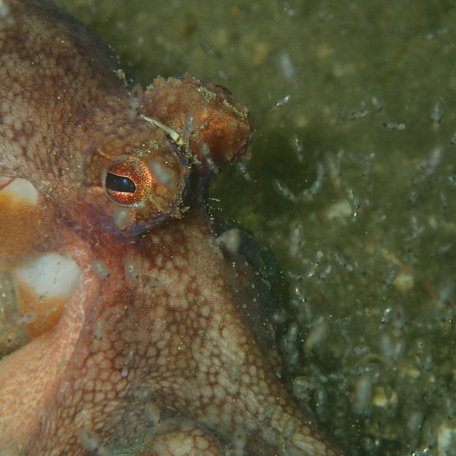 千葉県館山市の【沖ノ島黒根】と【沖ノ島ガンゾウ根】でファンダイブ｜千葉県館山市の沖ノ島ダイビングサービスマリンスノー