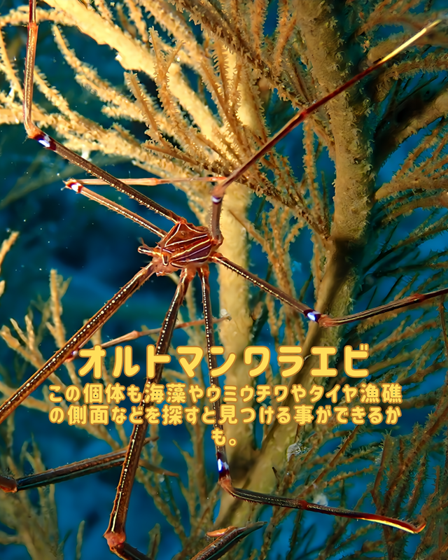 【冬の沖ノ島沈船は“マクロ天国”】ガラスハゼ・ニシキフウライウオ・甲殻類・ウミウシが最高潮|沖ノ島ダイビングサービスマリンスノー【沈船編②】