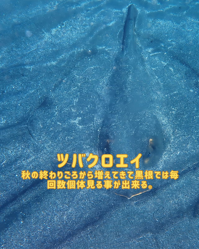 冬の沖ノ島でファンダイビングを楽しむ理由｜透明度・地形・生物が最高潮になる季節に潜る魅力とは