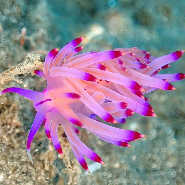 黒根の魅力は、ワイドだけでなくマクロの楽しさにもあります。 岩の隙間や根の周囲には、小さな生き物や季節限定の出会いがあり、経験を積むほど発見が増えていきます。 ダイビングの基礎を磨きながら、じっくり海と向き合えるポイントです。