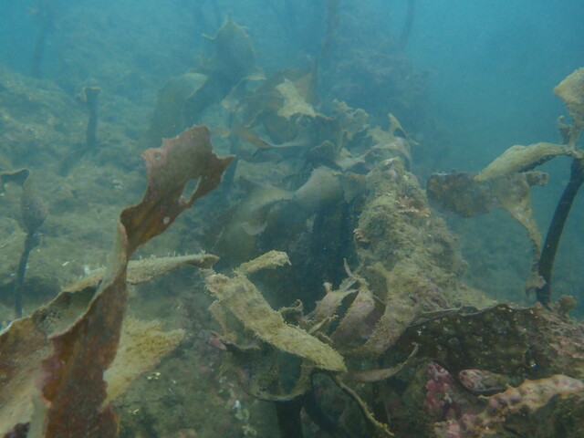 千葉県館山市船形海域でカジメの定点観測｜海洋環境保全の取り組みと海藻回復の可能性を探る