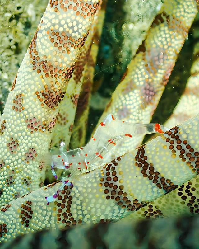【秋〜冬の沖ノ島沈船ダイビング】透明度・魚影・マクロ生物が揃う最高のシーズン｜沖ノ島ダイビングサービスマリンスノー
